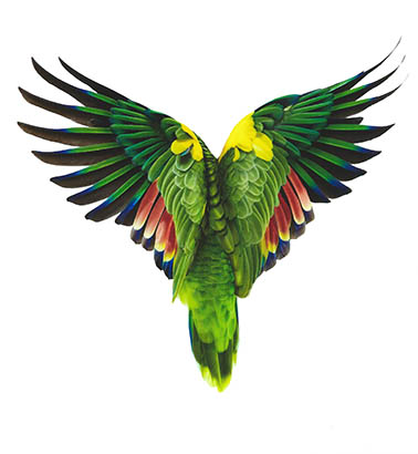 a photograph of the back of a parrot spreading his wings up against a white background