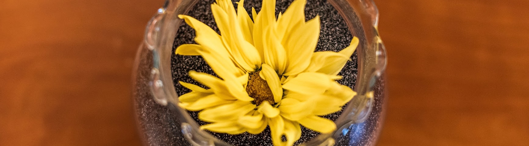 Flower in a Jar