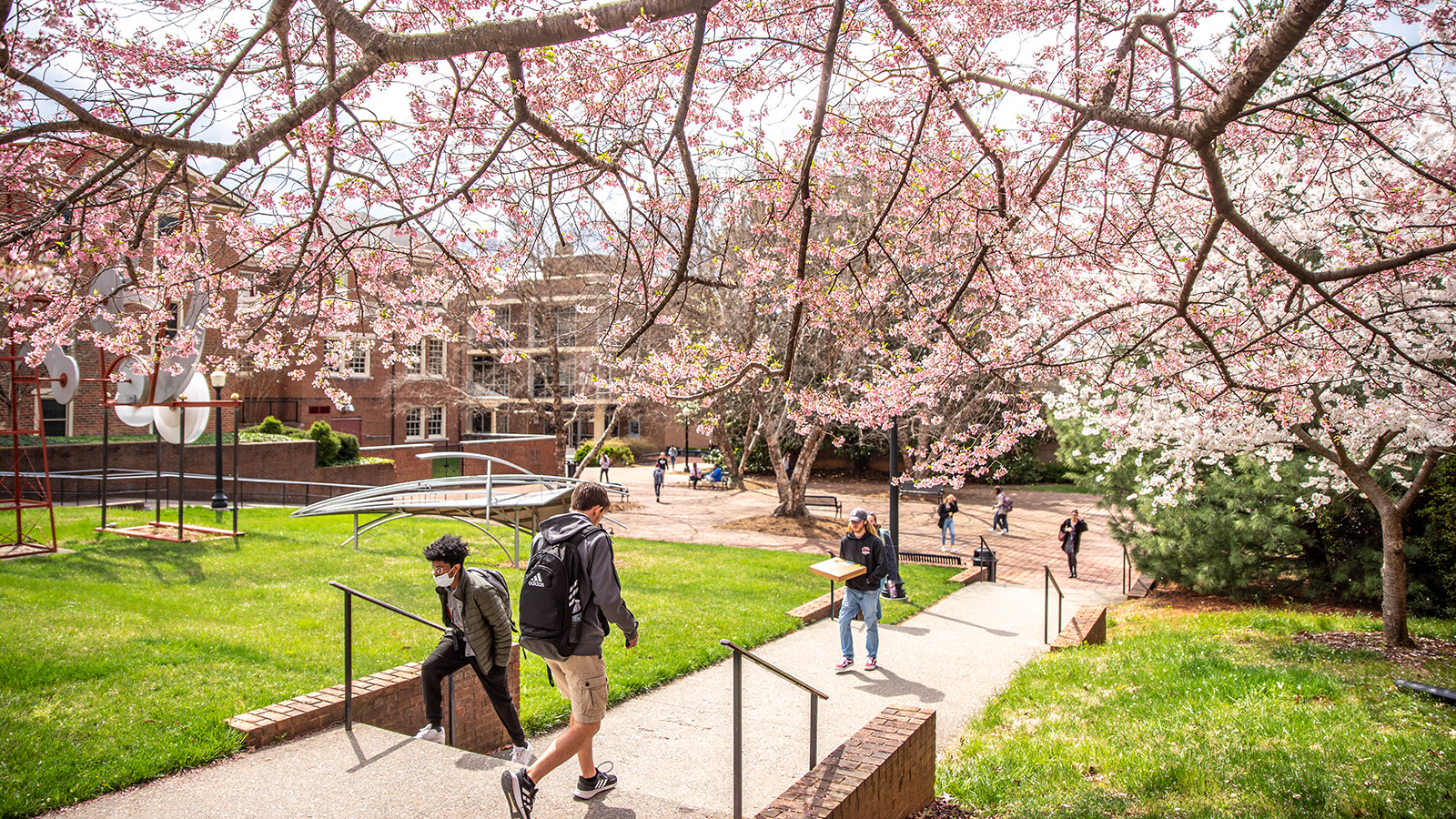 Cherry trees bloom pink on campus.