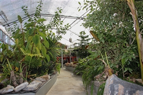 greenhouse