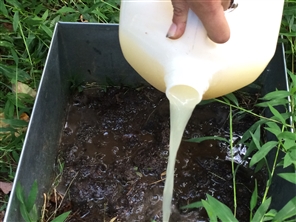 pouring mustard water onto ground