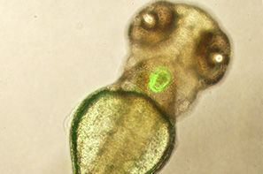 slide of a fish embryo