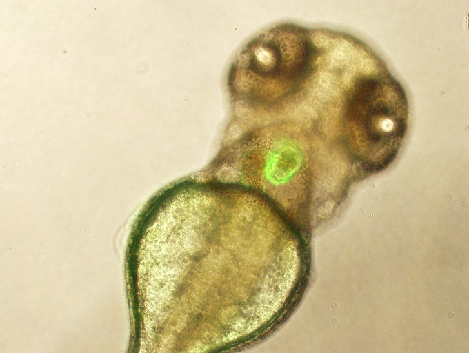fish embryo