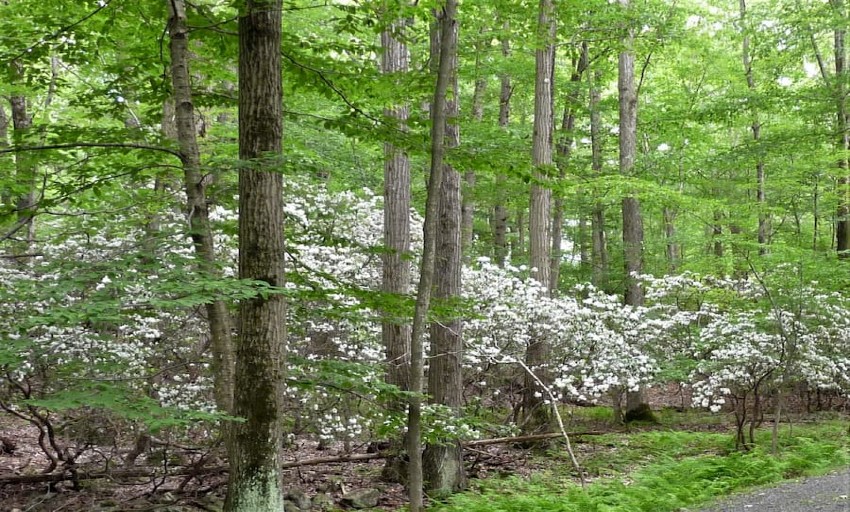 woods scene in spring