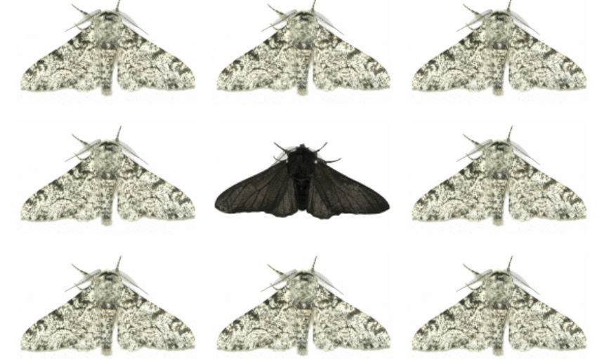 PEPPERED MOTH