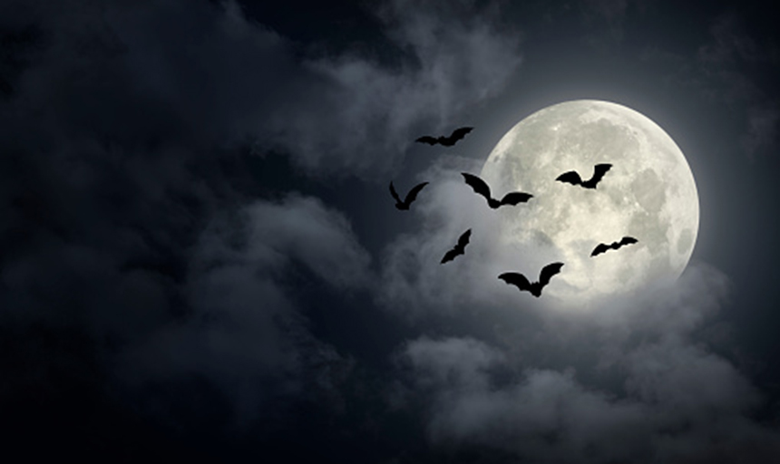 bats in the night in front of the moon.