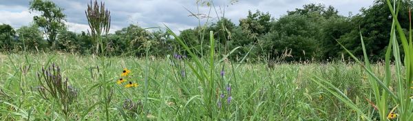 meadow with flowers