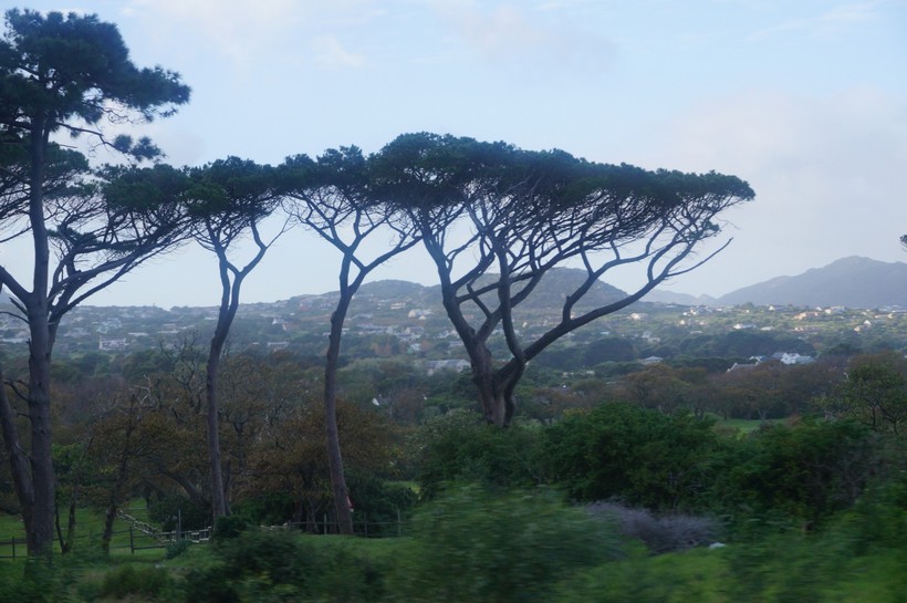 Trees in Africa