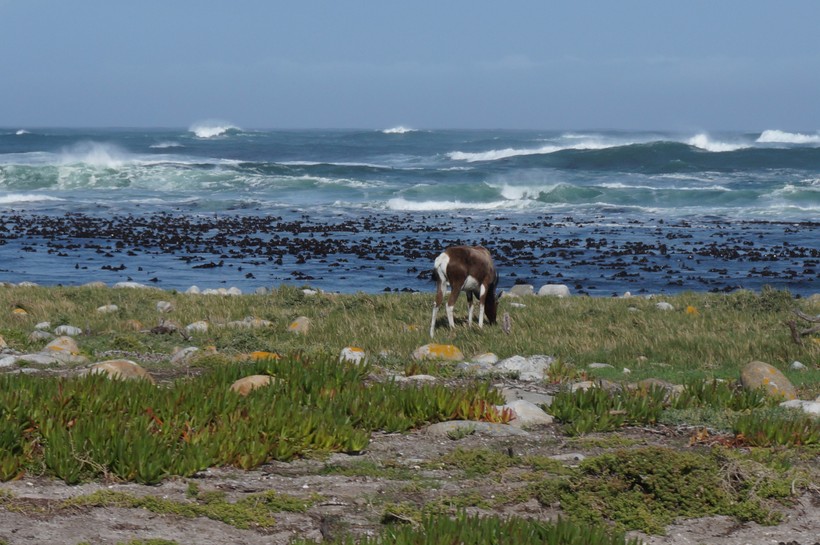 Animal by the sea 