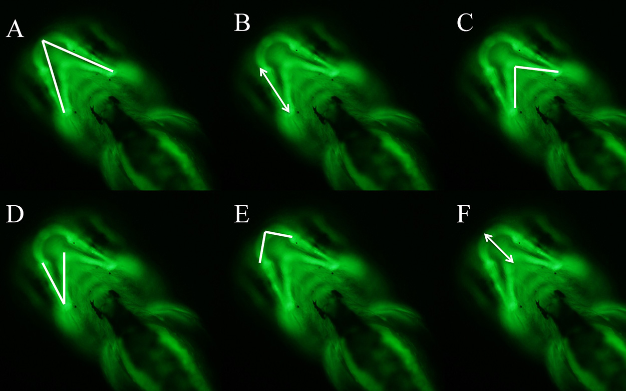 An x-ray of zebrafish shows up bright green on a black background.