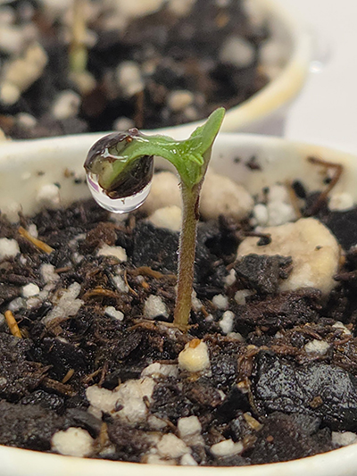 seedling