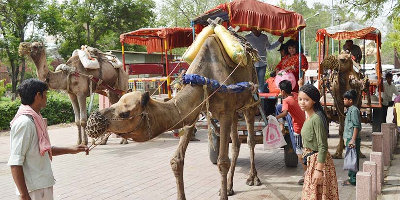 Student with a camel in India 