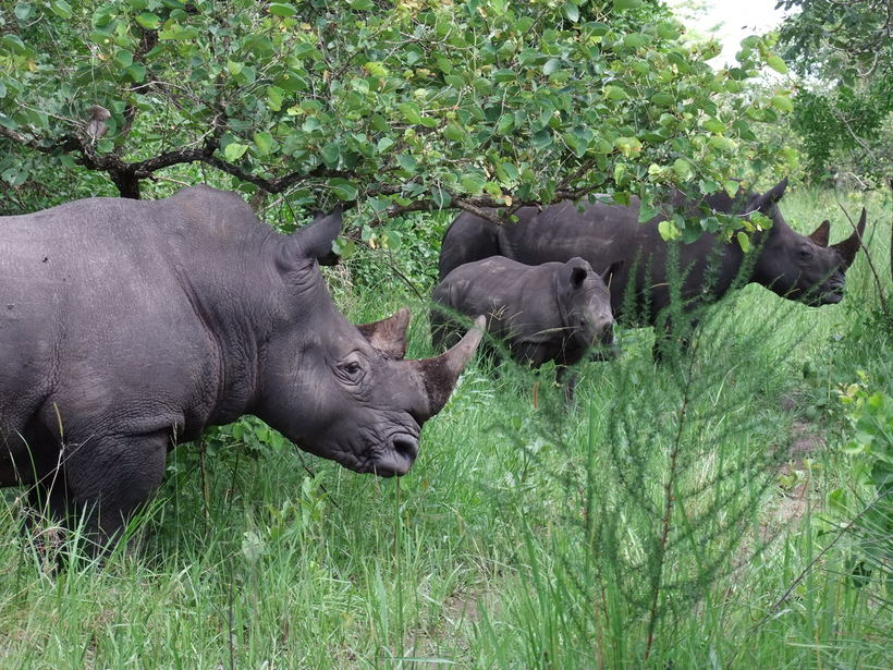 Three rhinos