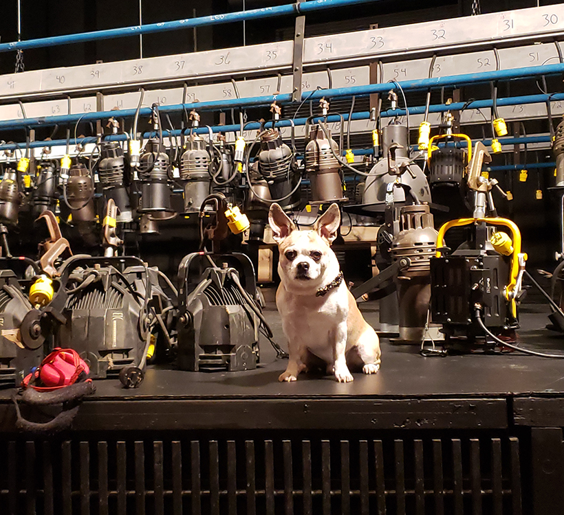 dog sits among theater lights
