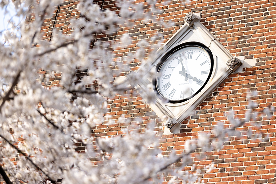 Clock tower with cherry blossoms in the foreground