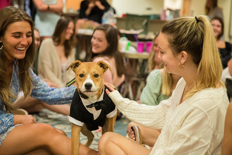 A bworn-and-white dog in a tuxedo is lavished with attention from a group of smiling sorority girls
