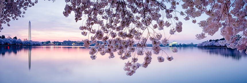 Washington monument and cherry blossoms
