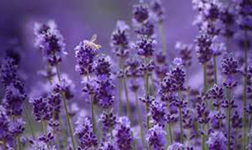 lavender flowers