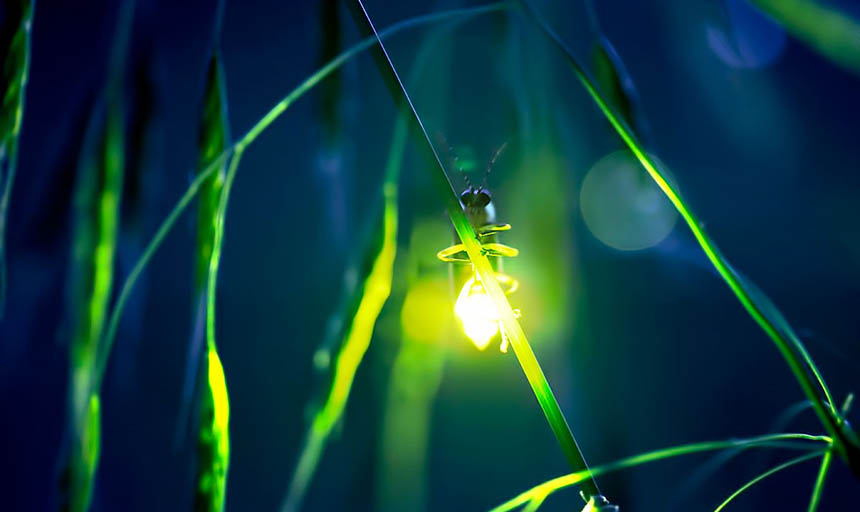 a closeup photo of a firefly
