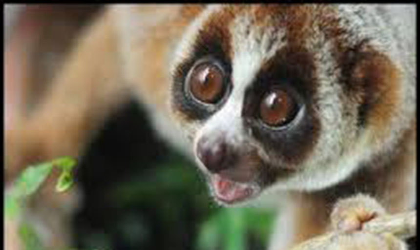 lemur