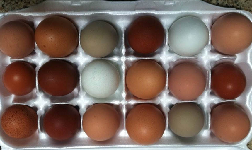 a carton of eggs