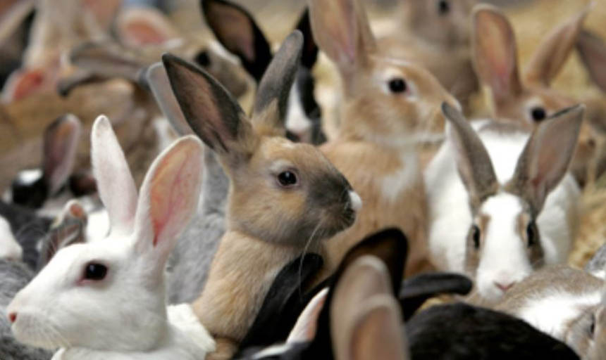 A bunch of rabbits