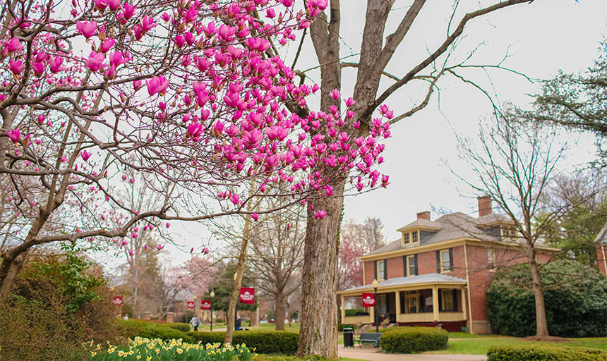 Trees in bloom with a building in the background