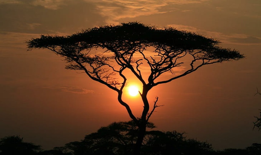 A tree in the desert against an orange sunrise