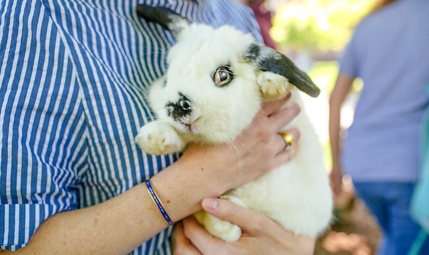 A student holding a bunny
