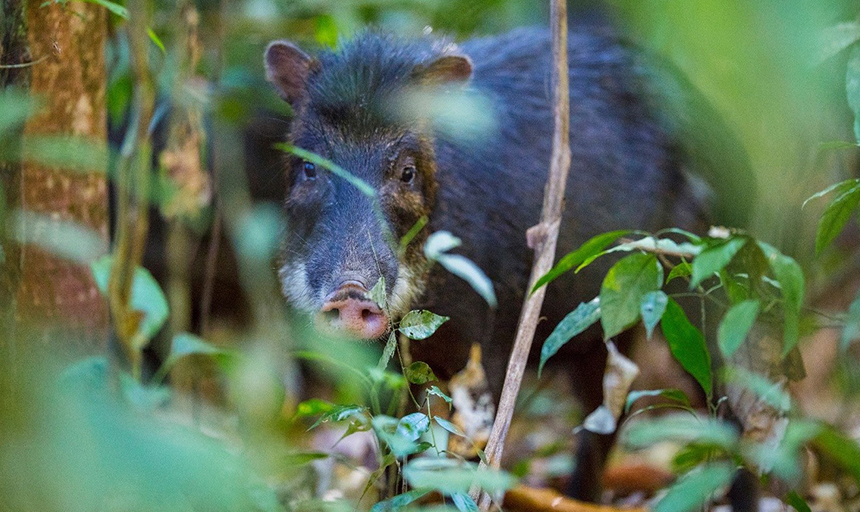 villar peccary
