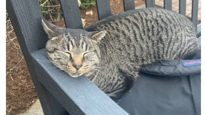 Salem the Cat's Campus Cat