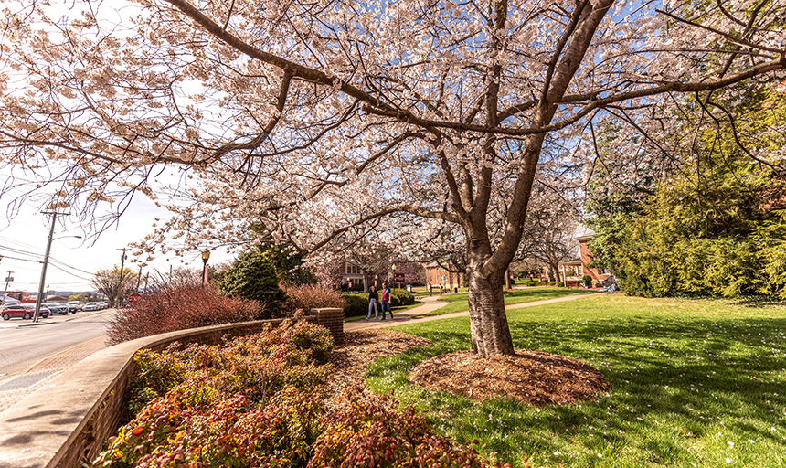 Spring Campus 