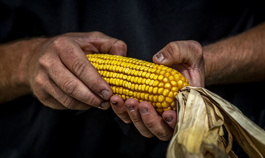 A person holding corn 