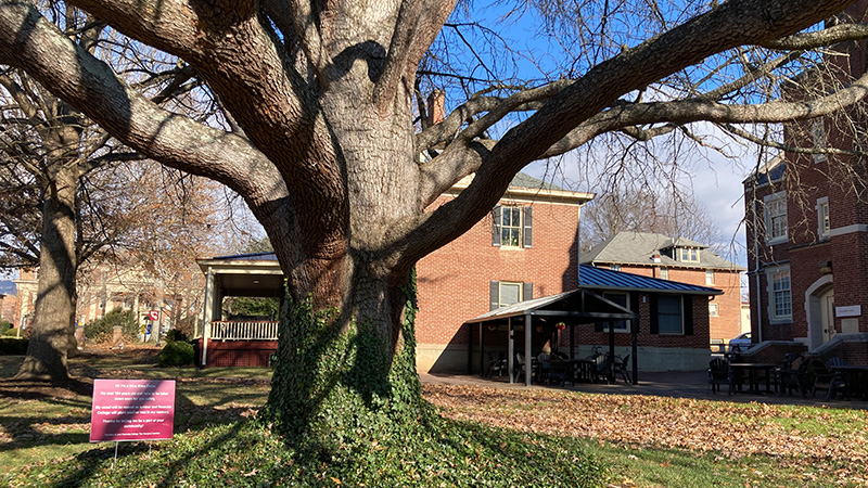 the blue atlas cedar tree