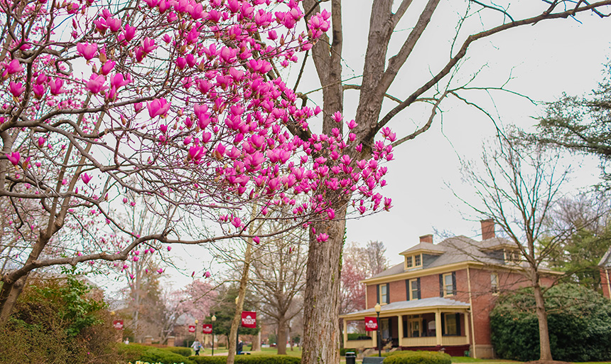 Spring trees
