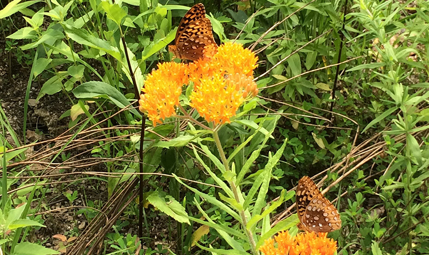 Butterfly weed