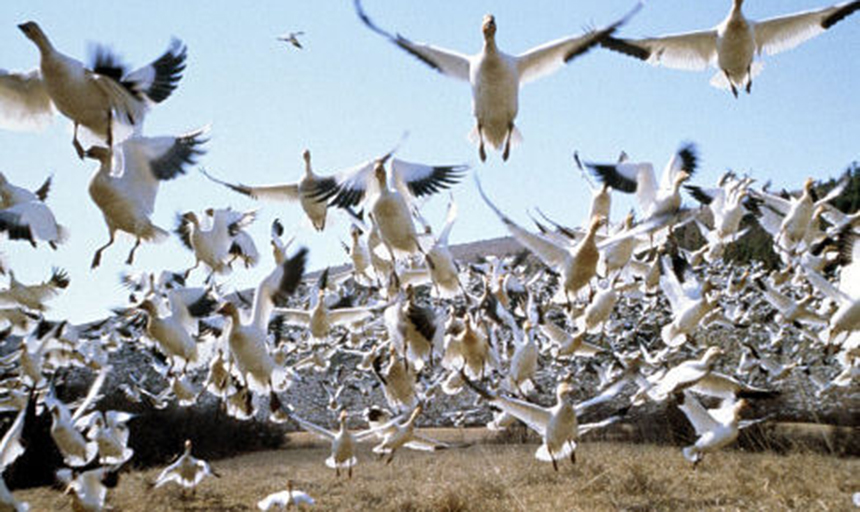 Winged Migration