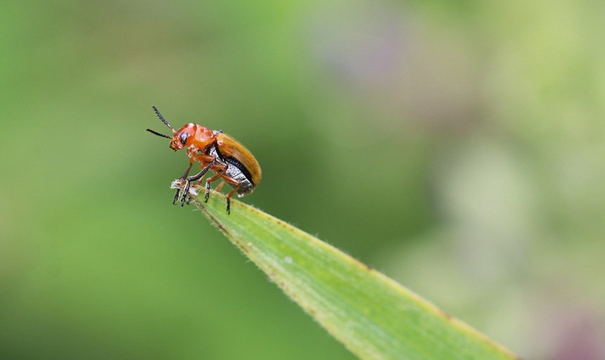 A clay-colored leaf beetle stands on a blade of grass in Virginia
