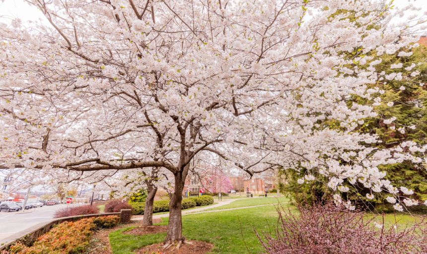 Arbor Day/Earth Day Tree Tourevent image