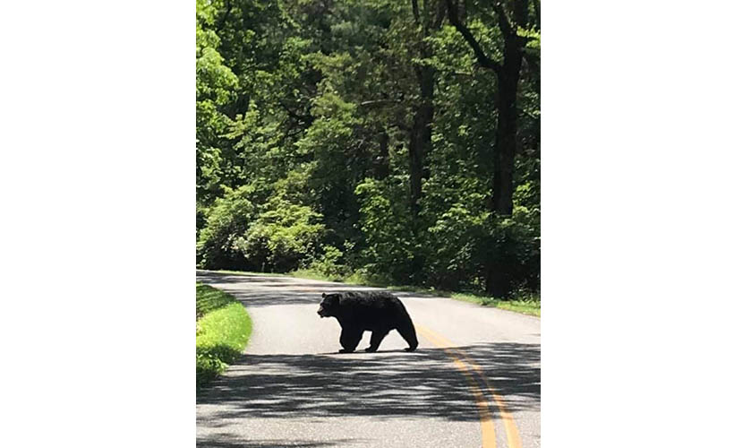 black bear crossing an empty road in the woods