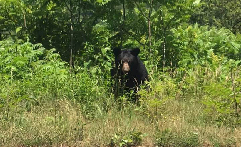 black bear sitting the the grass between bushes and trees 