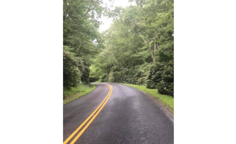 road between green trees on either side 