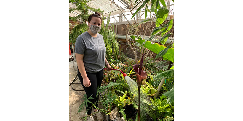 a student waters the large Voodoo Lily 