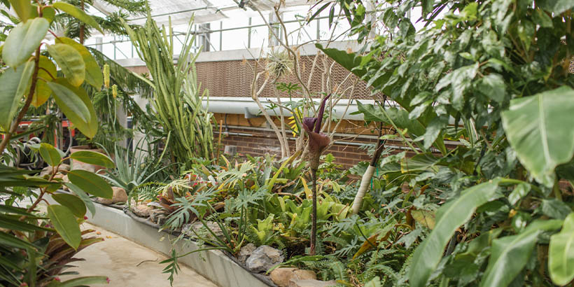 greenhouse full of plants with voodoo Lily in center