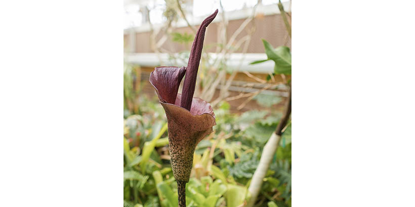 close up of voodoo lily 