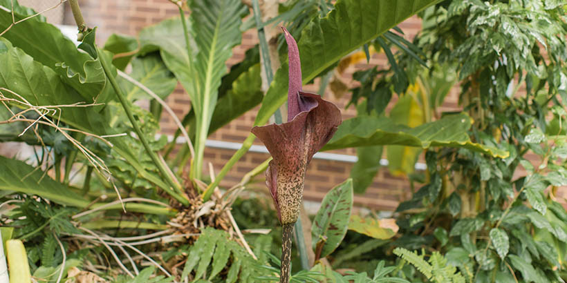 Voodoo lily from the side