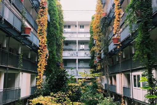 Apartment balconies covered in vines