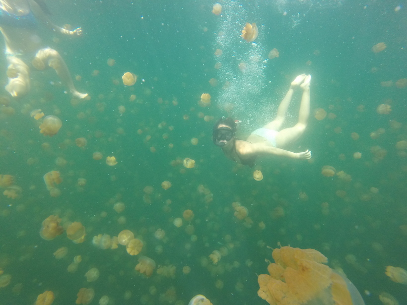 Students snorkeling with sea life