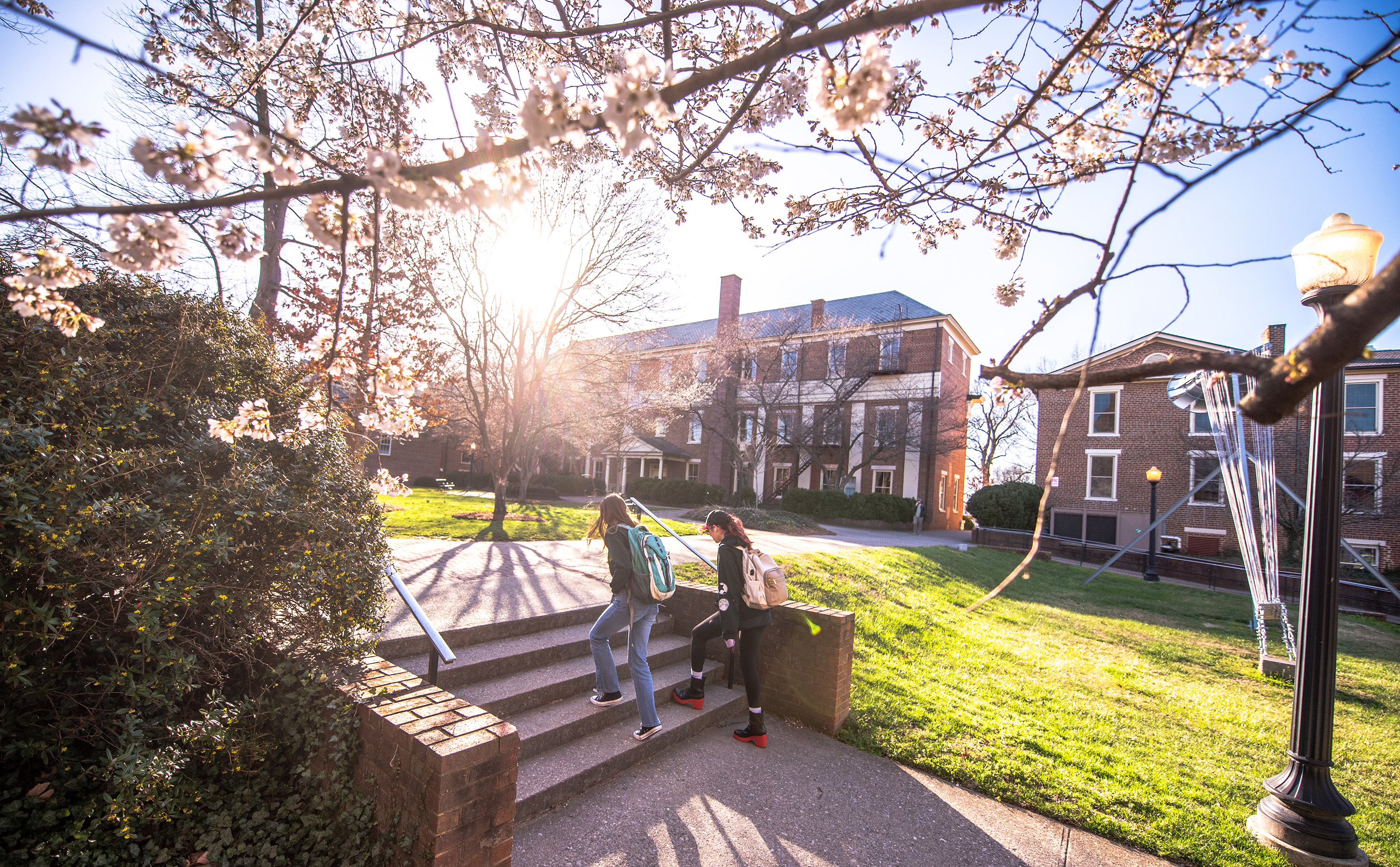 students walk across campus with tulips in the foreground