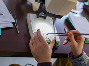 Student looking at organisms under a microscope